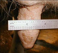 Teat before milking: 1.2 inches